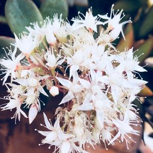 Meet your Posher, Lilliann